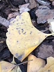 Bartheletia paradoxa