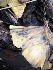 Bartheletia paradoxa