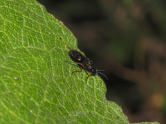 Allantus didymus
