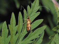 Nemophora pfeifferella