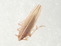 Stenocranus minutus