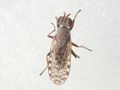 Pherbellia schoenherri