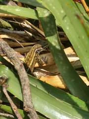 Stenocercus trachycephalus