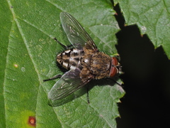 Pollenia rudis