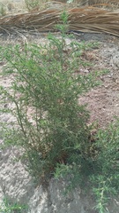 Salsoleae