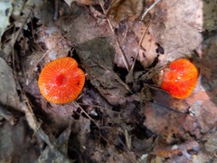 Hygrocybe minutula