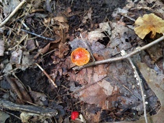 Hygrocybe minutula