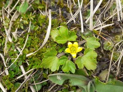 Ranunculus royi
