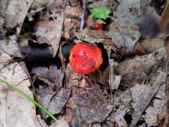 Hygrocybe minutula