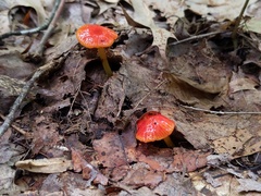 Hygrocybe minutula