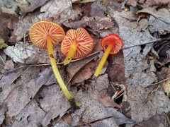 Hygrocybe minutula