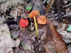 Hygrocybe minutula