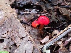 Hygrocybe minutula