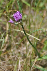 Allium dichlamydeum
