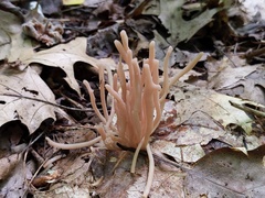 Clavaria rubicundula