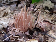Clavaria rubicundula