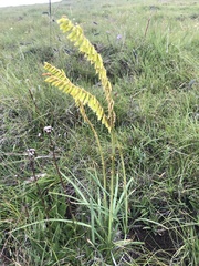 Kniphofia parviflora