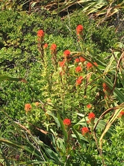 Castilleja foliolosa