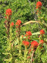 Castilleja foliolosa