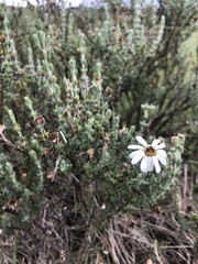 Eumorphia sericea