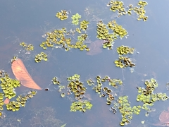 Salvinia minima