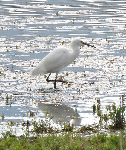 Snowy Egret photographed in Idaho