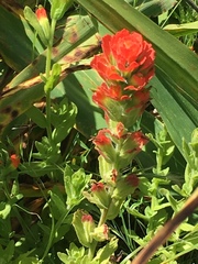 Castilleja foliolosa