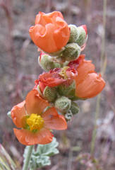 Sphaeralcea munroana