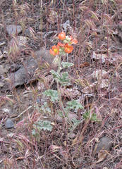 Sphaeralcea munroana
