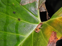 Pristimantis palmeri