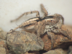 Stenaelurillus marusiki