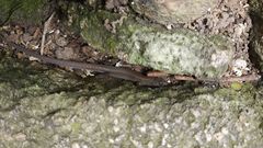 Leposoma scincoides