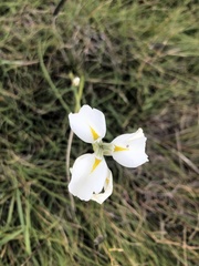 Moraea albicuspa
