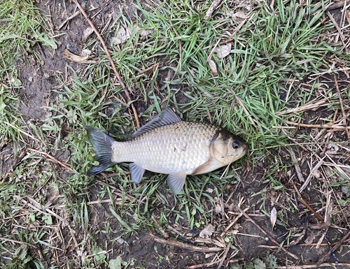 Gibel carp (Carassius gibelio) — Cyprinidae — 3
