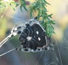 Caerostris sexcuspidata
