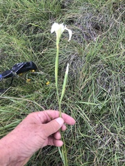 Moraea albicuspa