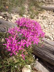 Zeltnera beyrichii