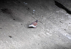 Columba livia domestica