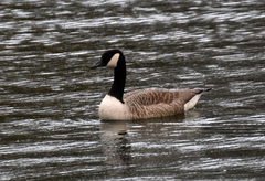 Branta canadensis