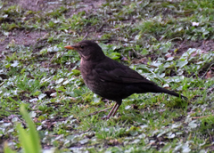 Turdus merula
