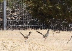 Geococcyx californianus