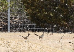 Geococcyx californianus