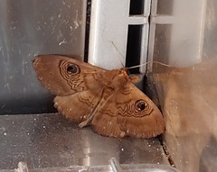 Dasypodia selenophora