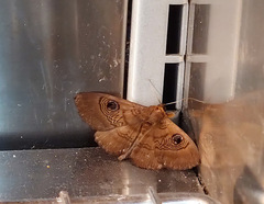 Dasypodia selenophora