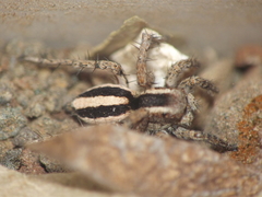 Stenaelurillus marusiki