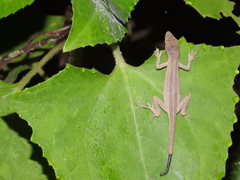 Anolis antonii