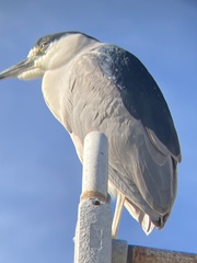 Nycticorax nycticorax