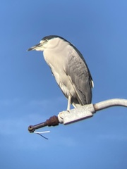 Nycticorax nycticorax