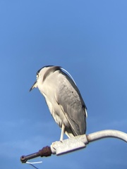 Nycticorax nycticorax