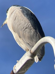 Nycticorax nycticorax